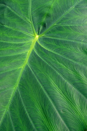 Picture of DETAIL OF LARGE TROPICAL LEAF