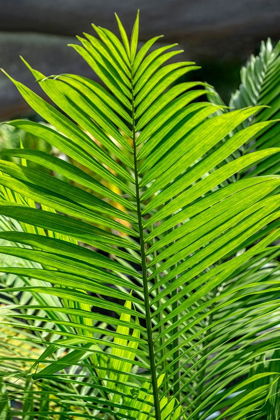 Picture of DETAIL OF PALM FRONDS