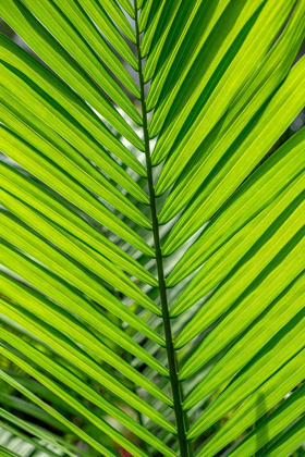 Picture of DETAIL OF PALM FRONDS