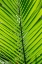 Picture of DETAIL OF PALM FRONDS
