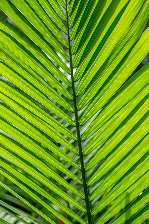 Picture of DETAIL OF PALM FRONDS