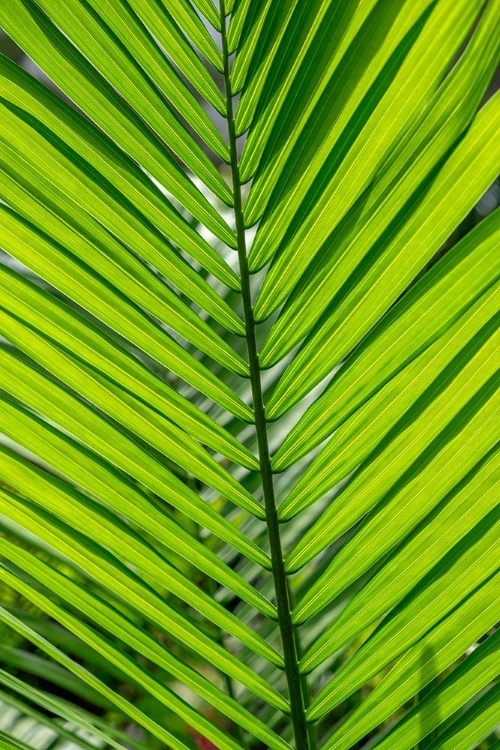 Picture of DETAIL OF PALM FRONDS