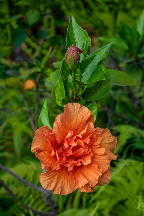 Picture of DOUBLE BLOOM-ORANGE HIBISCUS