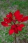 Picture of DWARF POINSETTIA