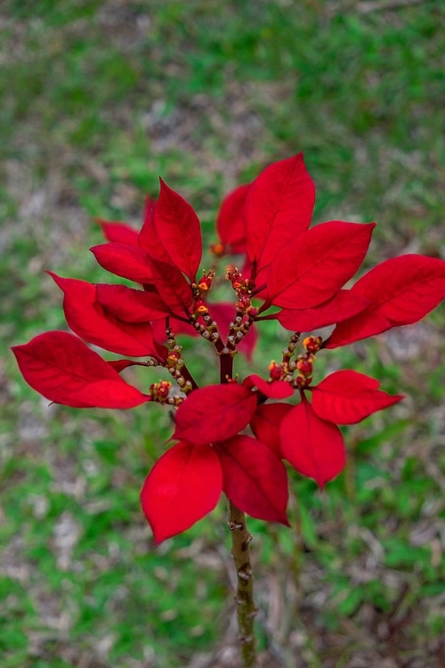 Picture of DWARF POINSETTIA
