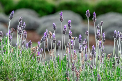Picture of ENGLISH LAVENDER