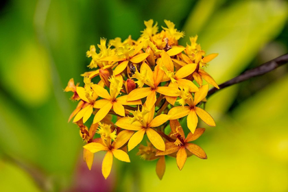 Picture of FIRE-STAR ORCHID