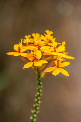 Picture of FIRE-STAR ORCHID