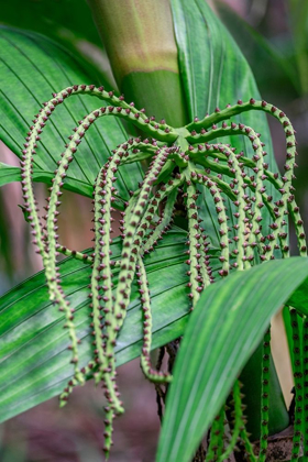 Picture of FLOWER OF A CHAMAEDOREA PALM TREE