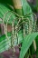 Picture of FLOWER OF A CHAMAEDOREA PALM TREE