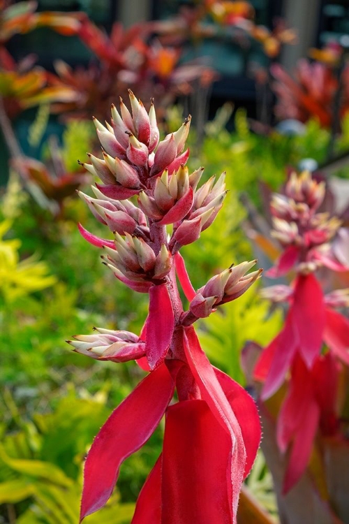 Picture of FLOWERING AECHMEA PLANT