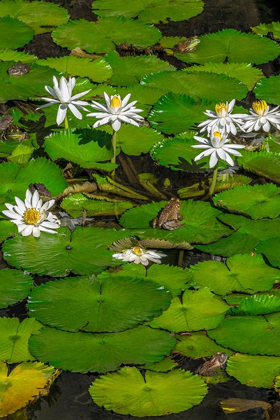 Picture of FROGS AMONG WOODS WHITE KNIGHT LILIES