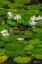 Picture of FROGS AMONG WOODS WHITE KNIGHT LILIES