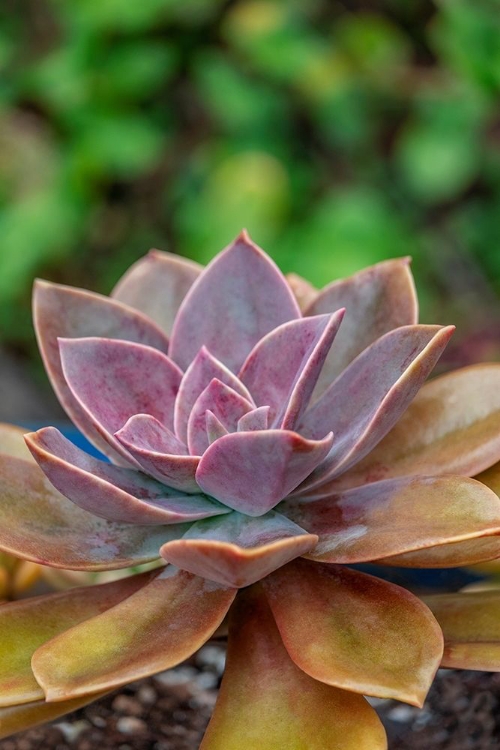 Picture of GHOST PLANT-SUCCULENT