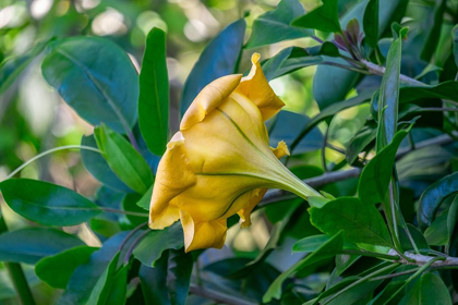 Picture of GOLDEN CUP FLOWER