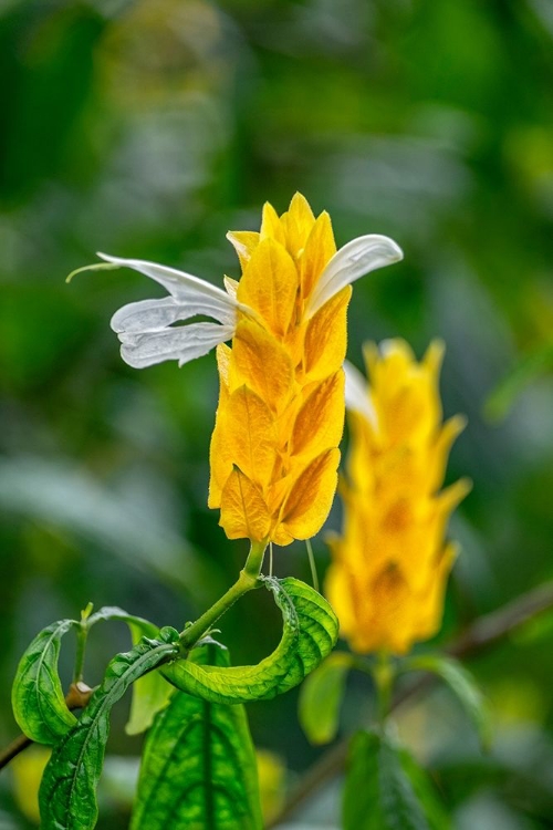 Picture of GOLDEN SHRIMP PLANT-LOLLIPOP PLANT