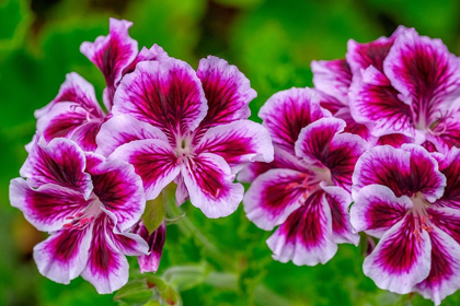 Picture of GOOSEBERRY GERANIUM