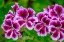 Picture of GOOSEBERRY GERANIUM