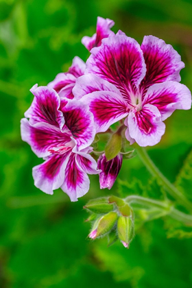 Picture of GOOSEBERRY GERANIUM