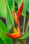 Picture of HELICONIA