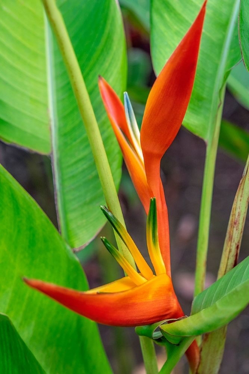 Picture of HELICONIA