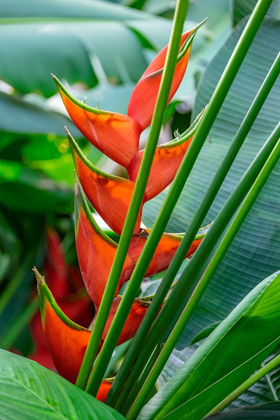 Picture of HELICONIA