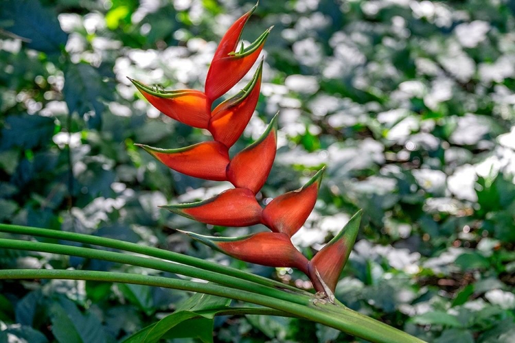 Picture of HELICONIA