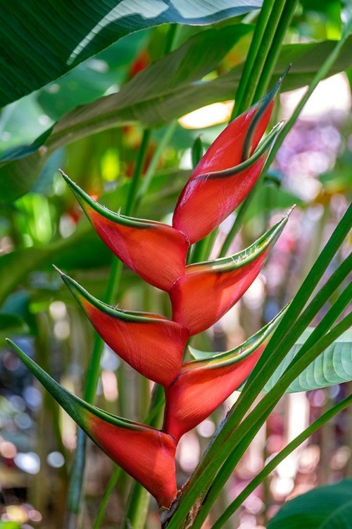 Picture of HELICONIA