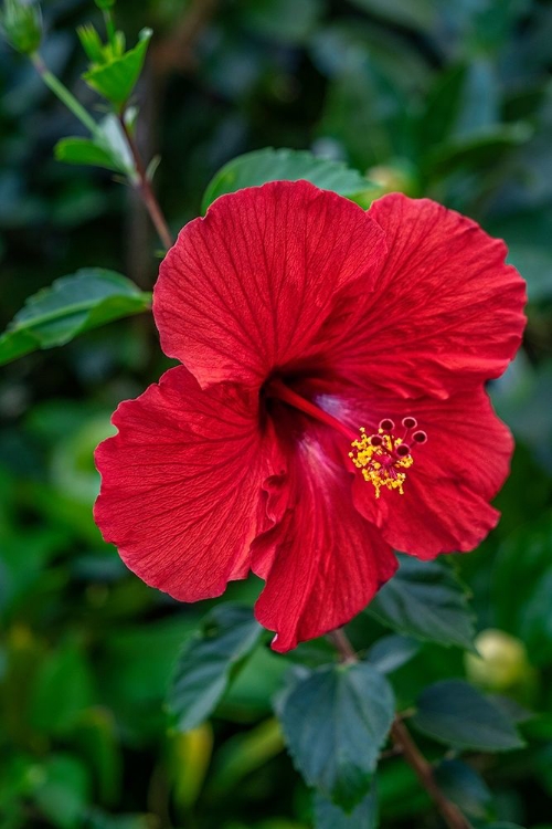 Picture of HIBISCUS