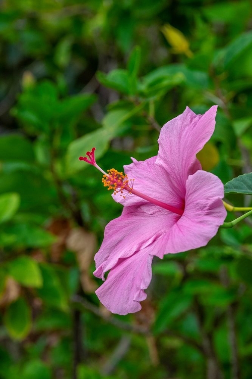 Picture of HIBISCUS