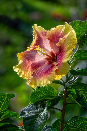 Picture of HIBISCUS FLOWER