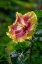 Picture of HIBISCUS FLOWER