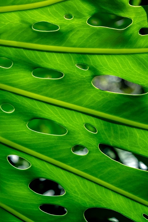 Picture of HURRICANE PLANT