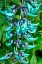 Picture of JADE VINE