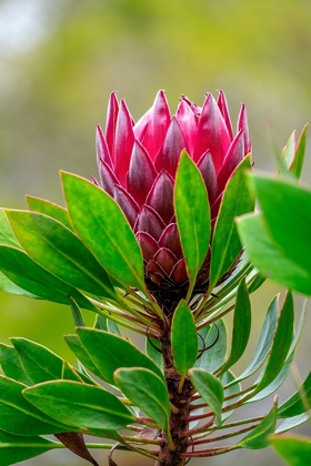 Picture of KING PROTEA FLOWER