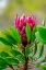Picture of KING PROTEA FLOWER