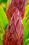 Picture of KING PROTEA FLOWER