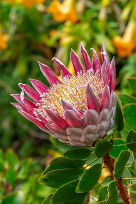 Picture of KING PROTEA FLOWER
