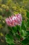 Picture of KING PROTEA FLOWER