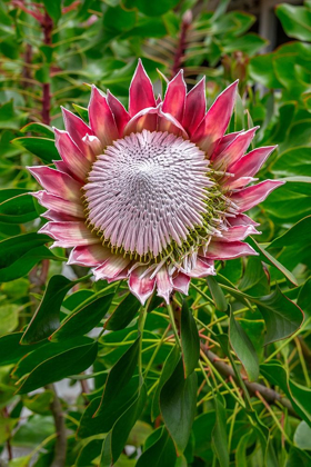 Picture of KING PROTEA FLOWER