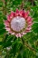 Picture of KING PROTEA FLOWER