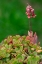 Picture of LAVENDER SCALLOPS-SUCCULENT
