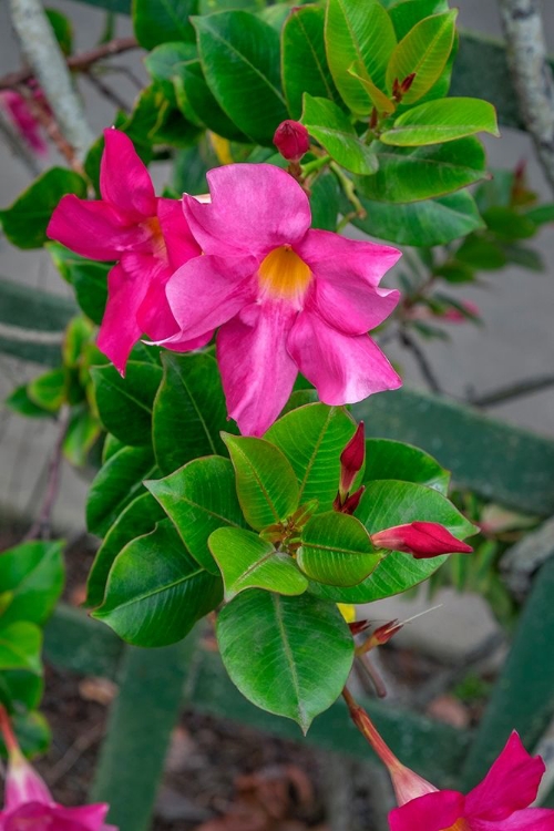 Picture of MANDEVILLA-MEXICAN LOVE VINE