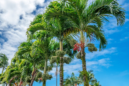 Picture of MANILA PALM TREES