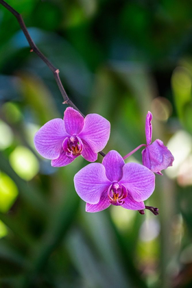 Picture of MOTH ORCHID