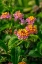 Picture of MULTI-COLORED LANTANA