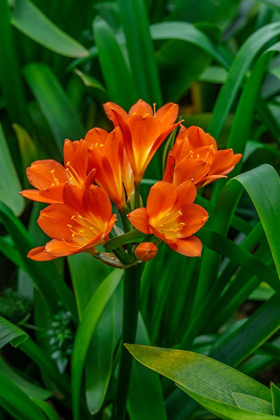 Picture of ORANGE CLIVIA