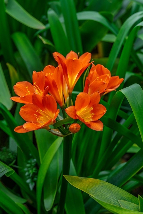 Picture of ORANGE CLIVIA