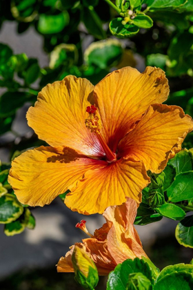 Picture of ORANGE HIBISCUS