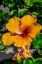 Picture of ORANGE HIBISCUS